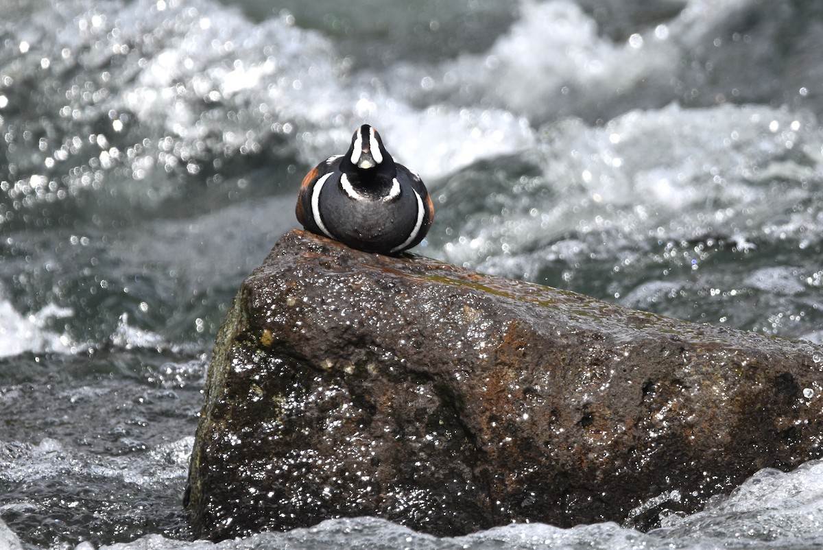 Harlequin Duck - ML620560519