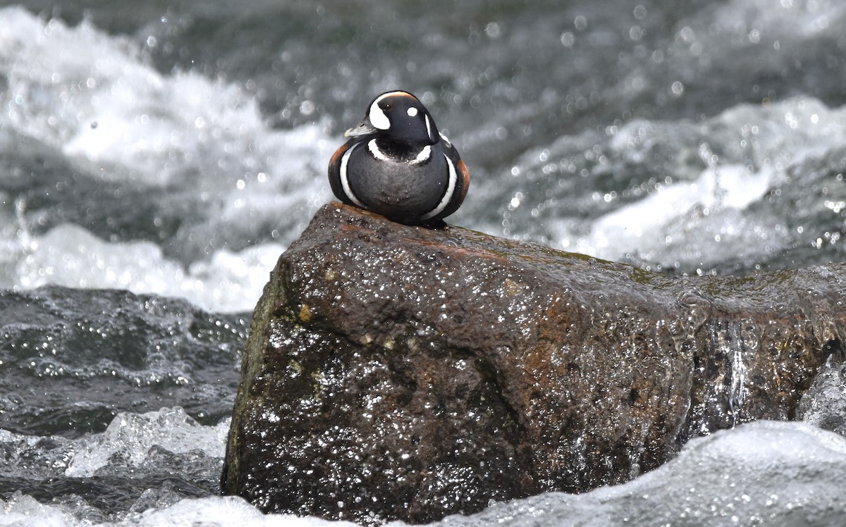 Harlequin Duck - ML620560521