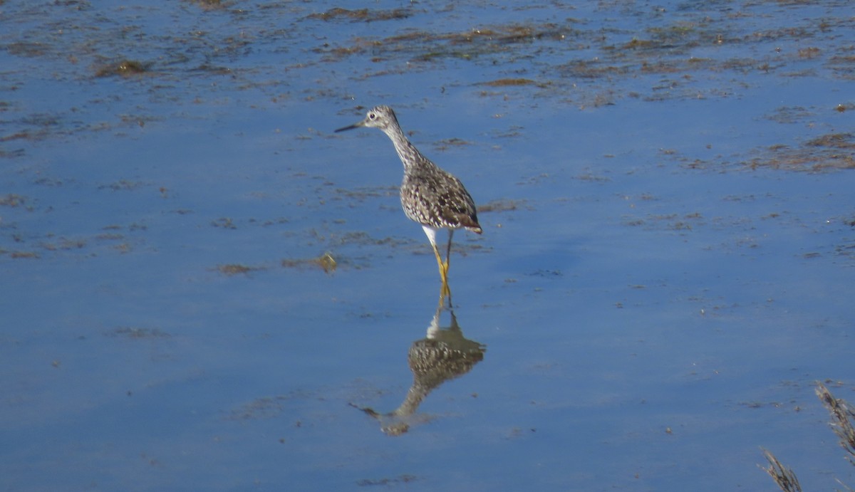 Greater Yellowlegs - ML620560524