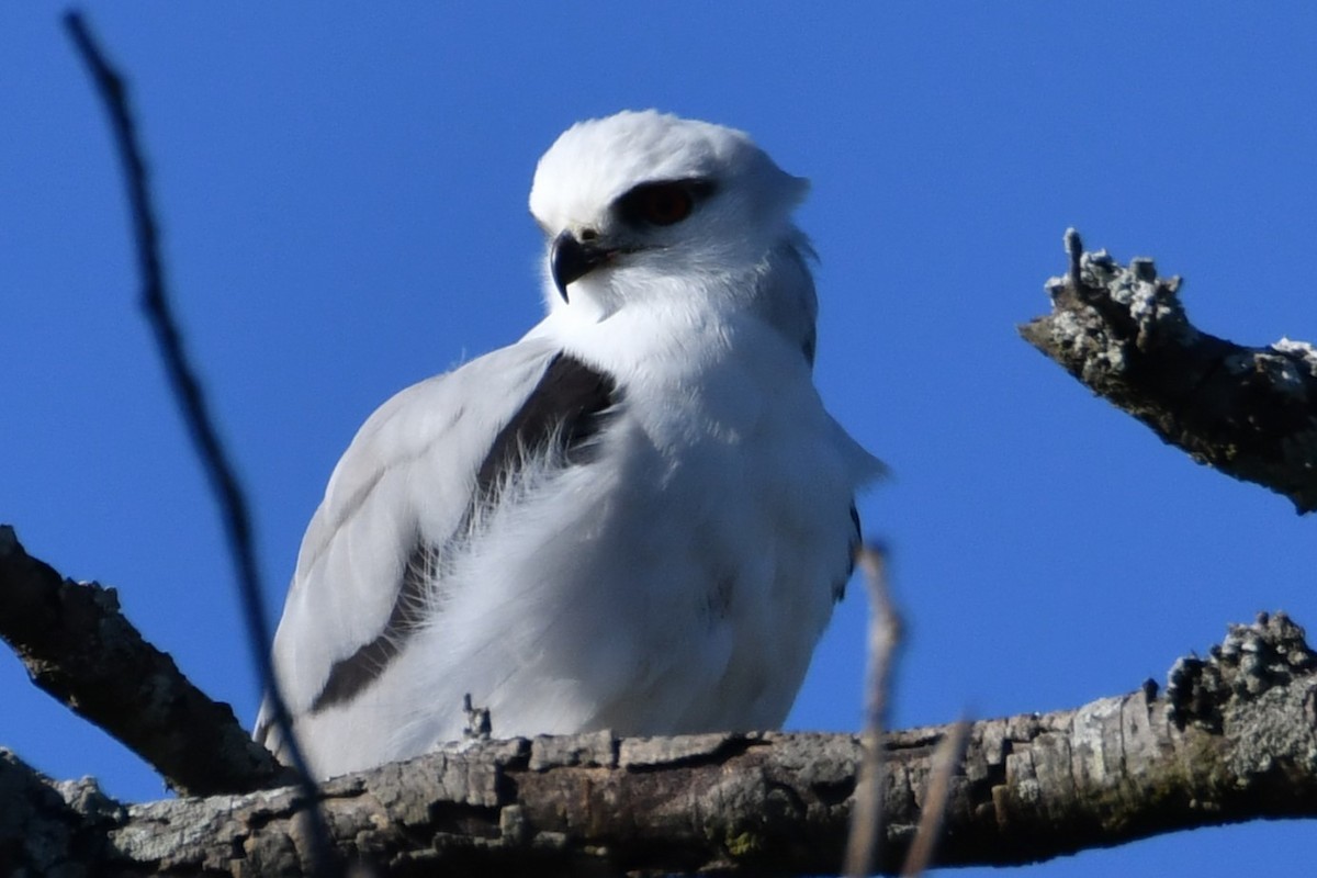 Black-shouldered Kite - ML620560525