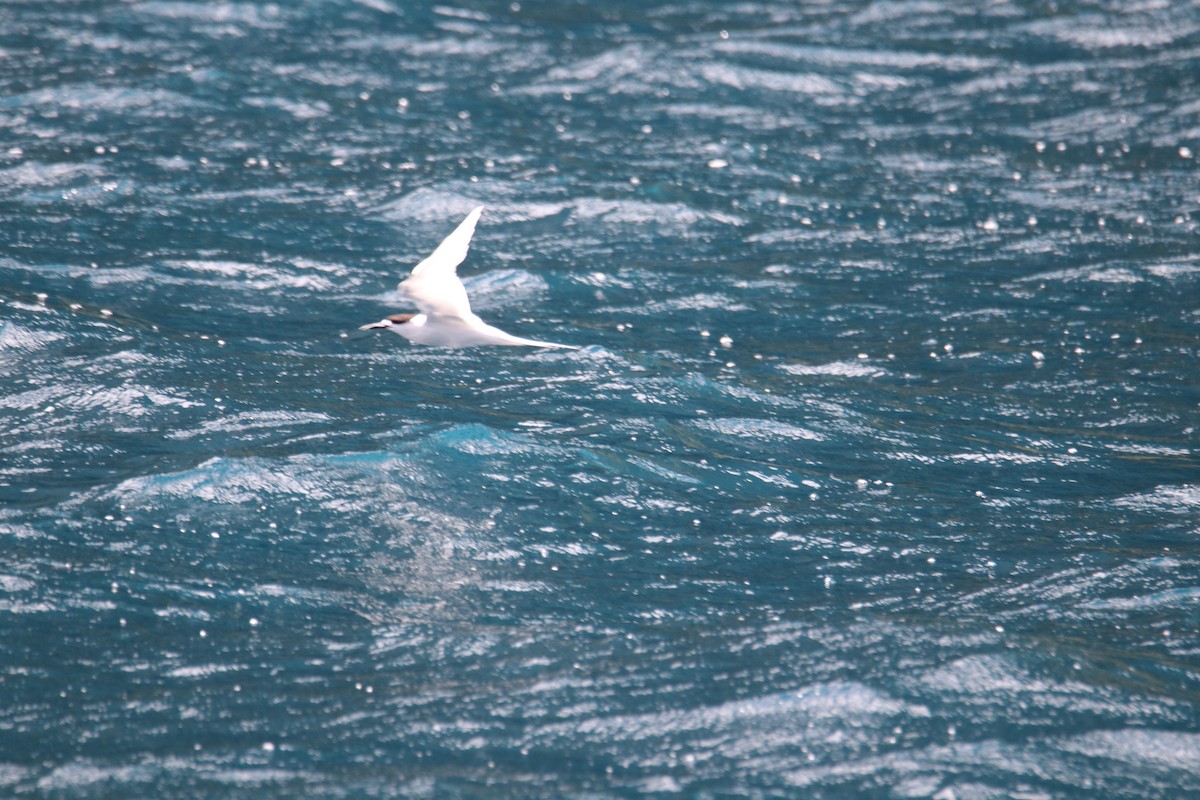 Weißstirn-Seeschwalbe - ML620560532