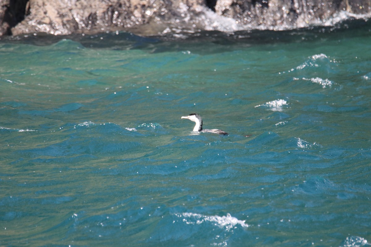 Pied Cormorant - ML620560542