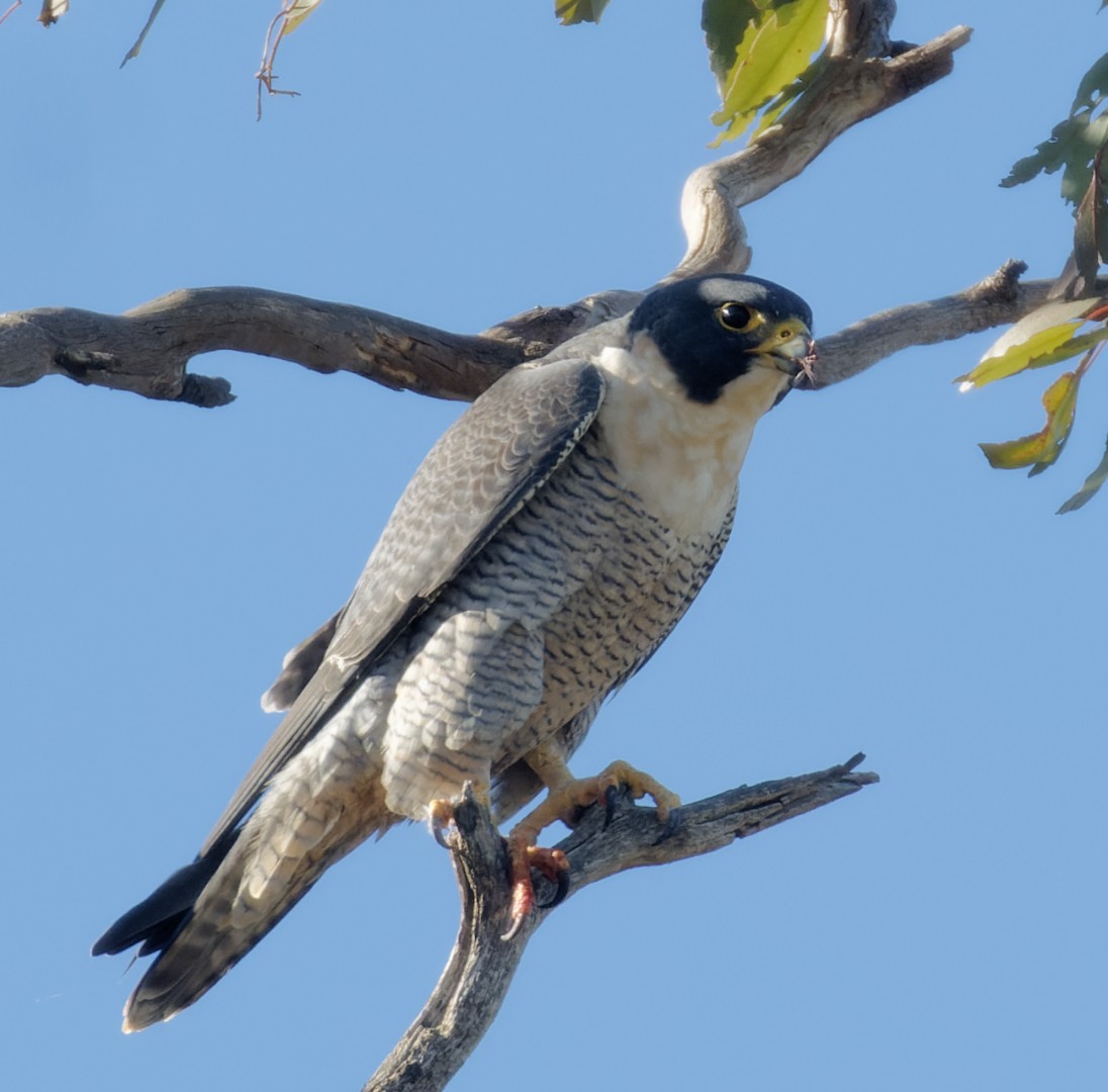 Peregrine Falcon - Peter Bennet