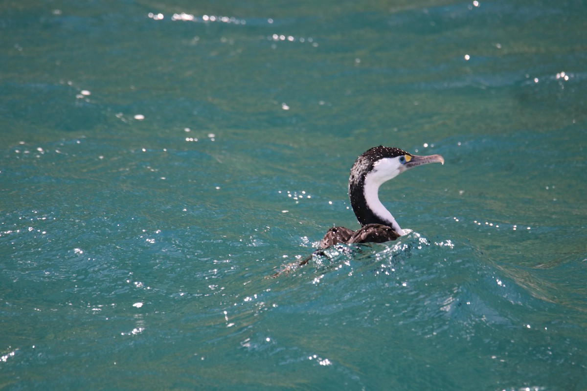 Pied Cormorant - ML620560546