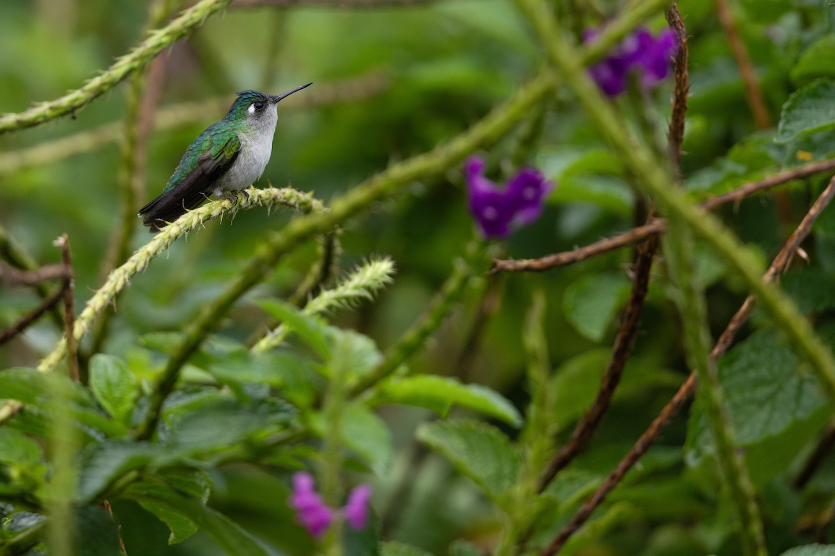 Violet-headed Hummingbird - ML620560548