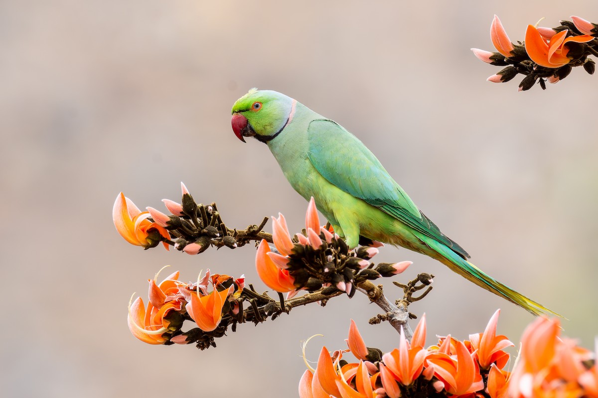 Rose-ringed Parakeet - ML620560549