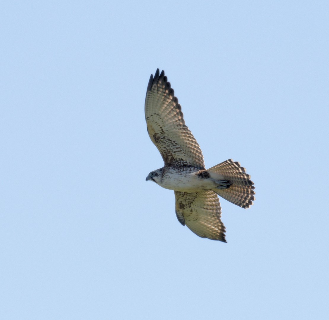 Brown Falcon - ML620560552