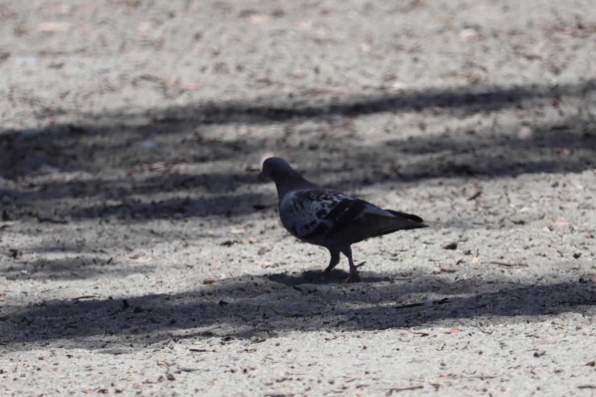 Rock Pigeon (Feral Pigeon) - ML620560562