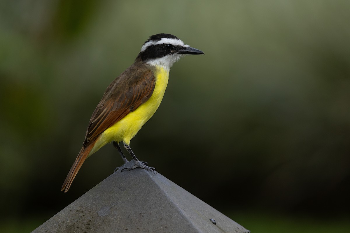 Great Kiskadee - ML620560587