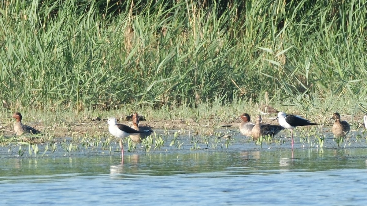 Green-winged Teal - ML620560589