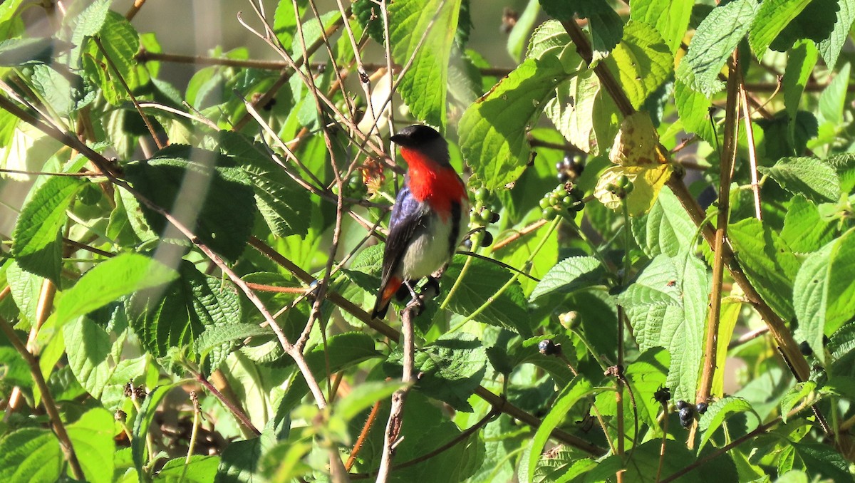 Mistletoebird - ML620560591