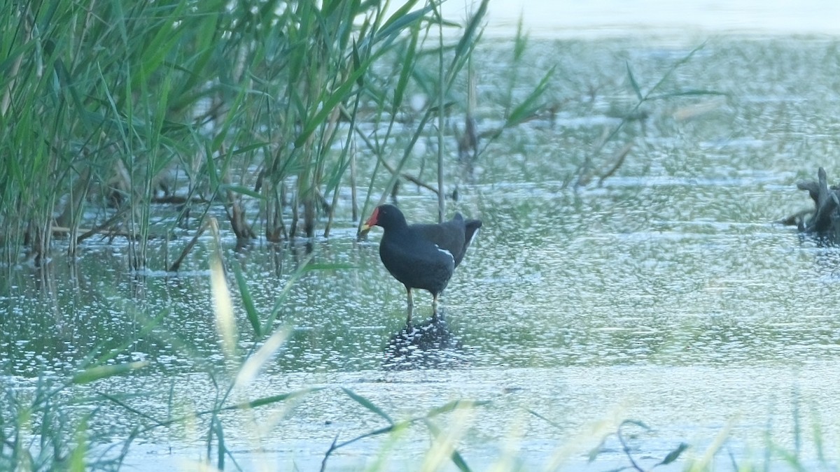 Eurasian Moorhen - ML620560592