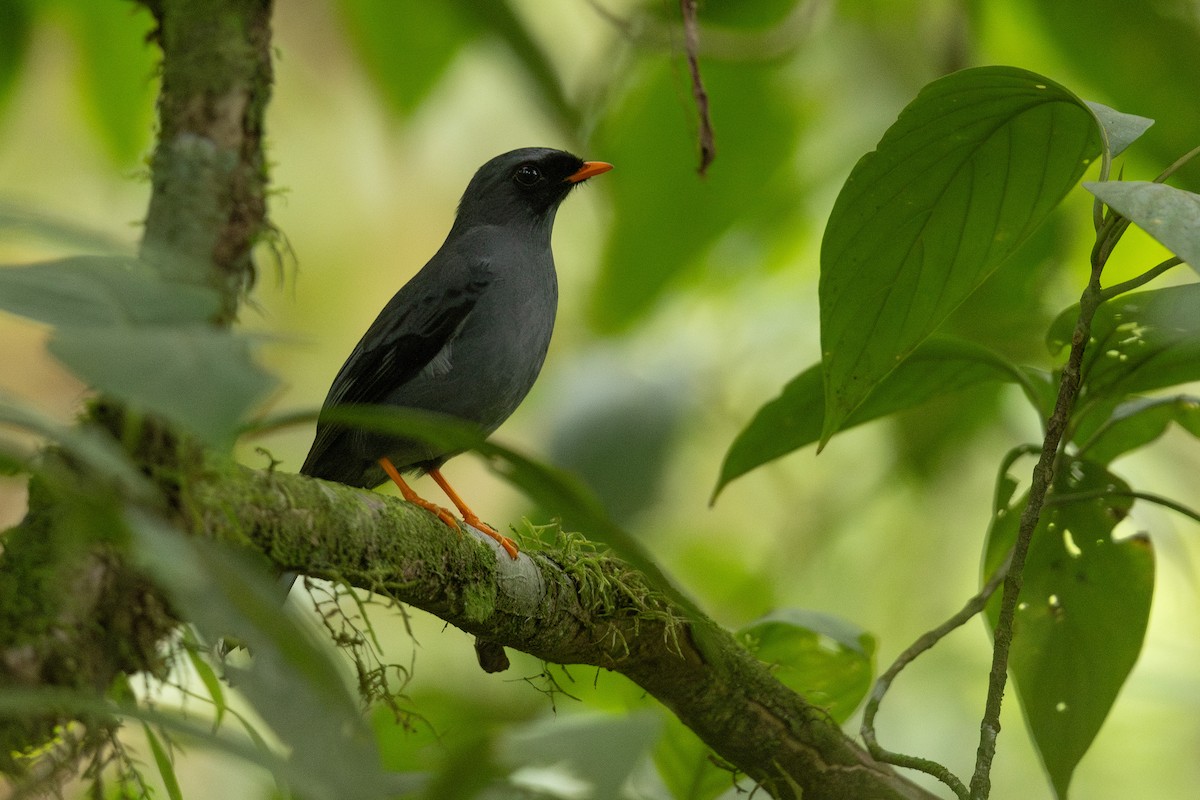 Black-faced Solitaire - ML620560594