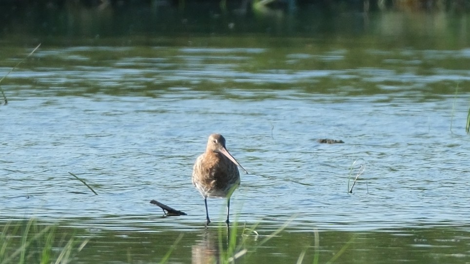 Black-tailed Godwit - ML620560595