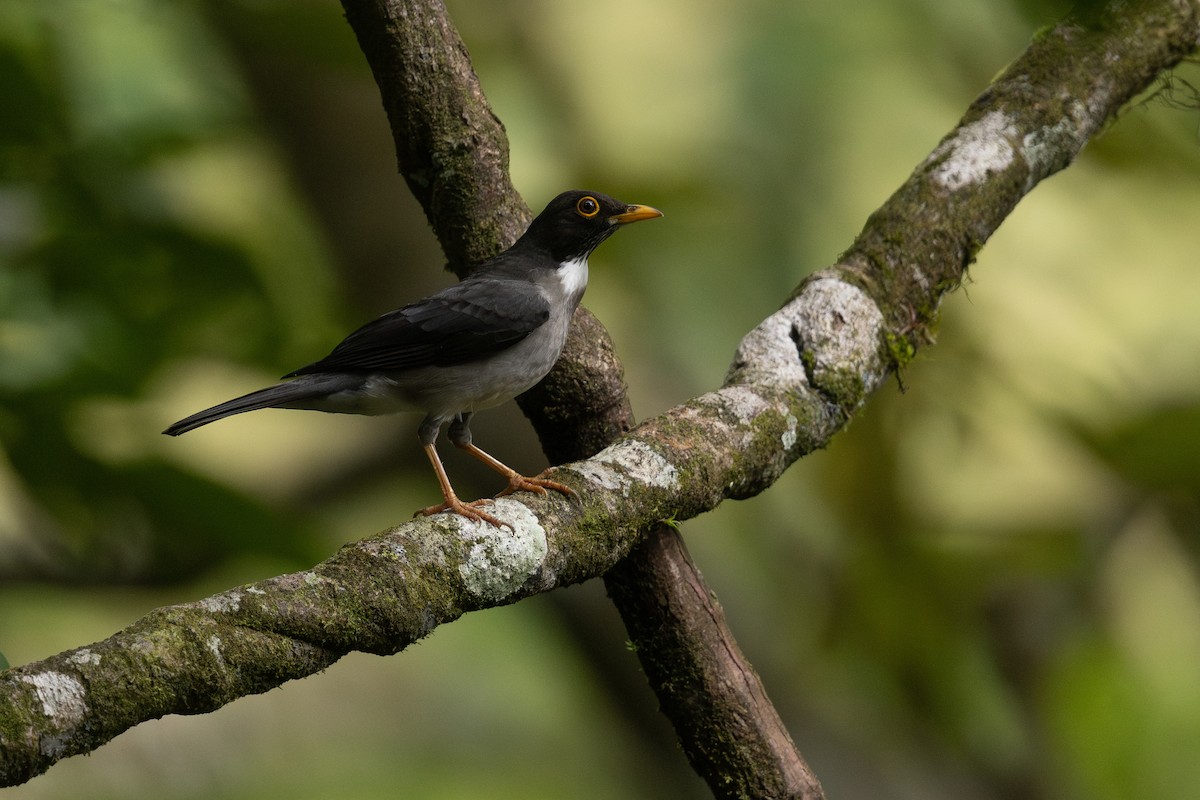 White-throated Thrush - ML620560597