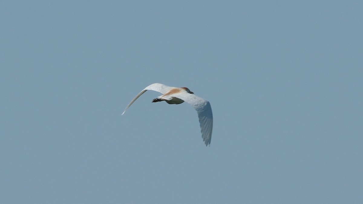 Western Cattle Egret - ML620560598