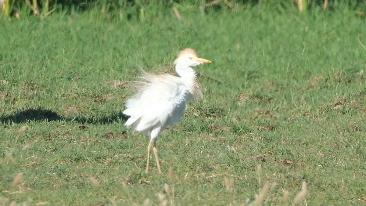 Western Cattle Egret - ML620560599