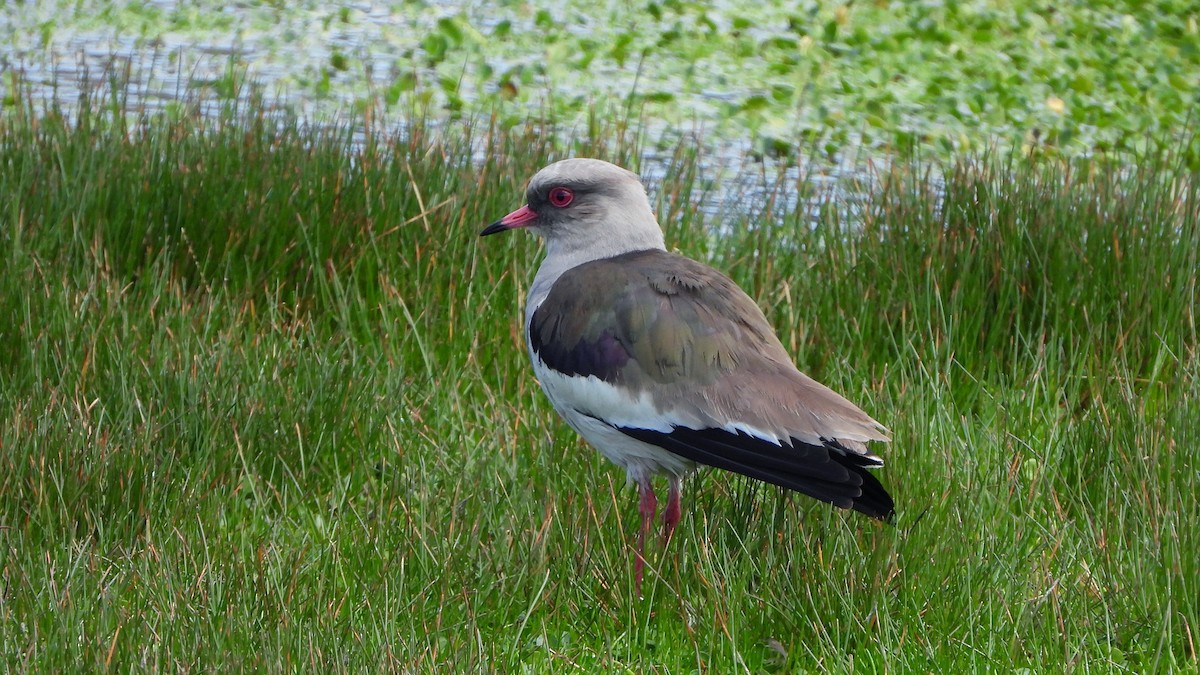 Andean Lapwing - ML620560603