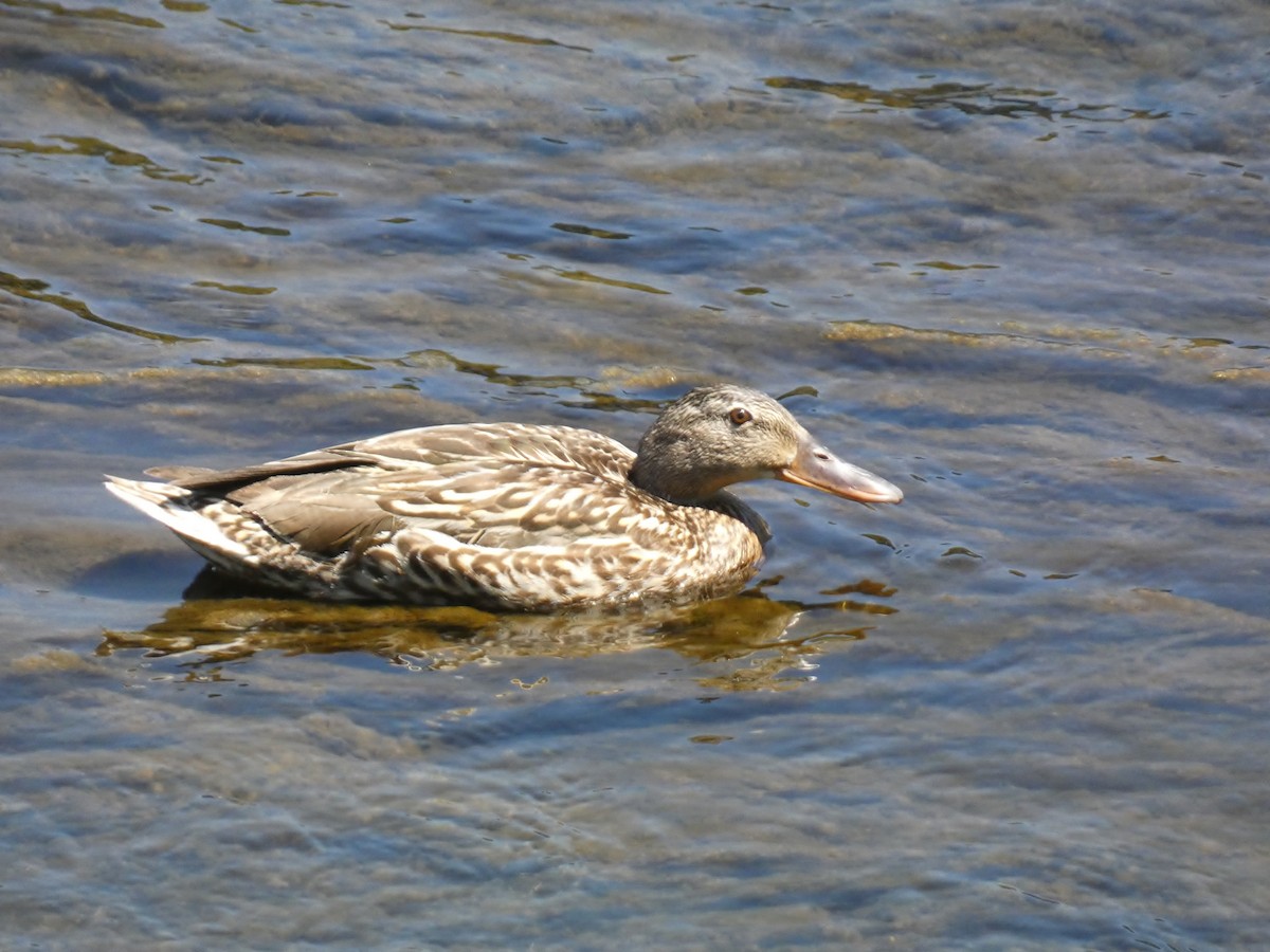 Mallard - ryu en