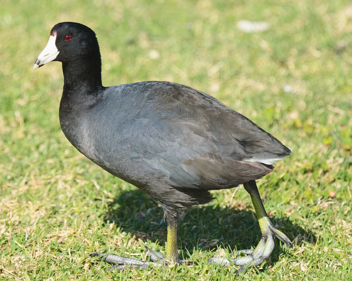 American Coot (Red-shielded) - ML620560619