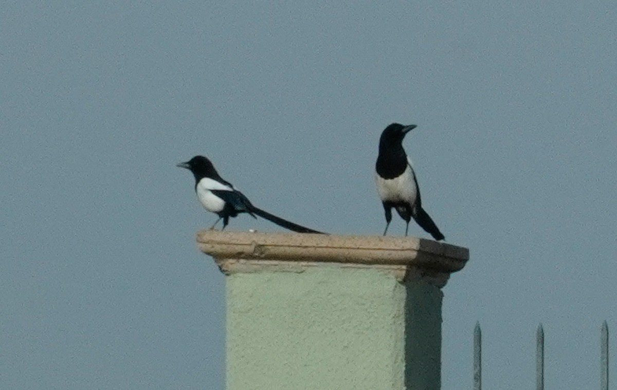 Eurasian Magpie - ML620560620