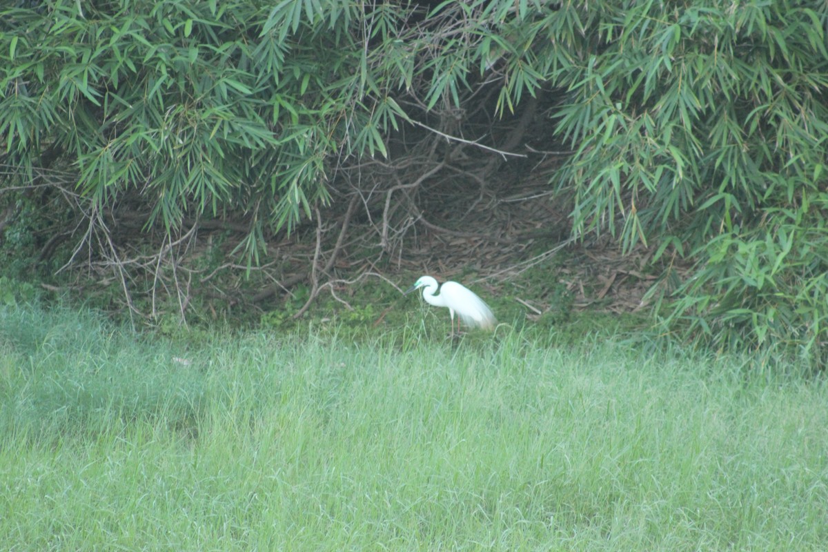 Great Egret - ML620560622