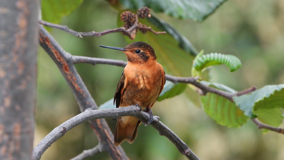 Colibri étincelant - ML620560631