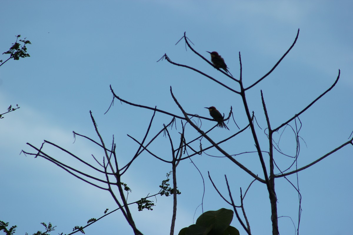 Chestnut-headed Bee-eater - ML620560633