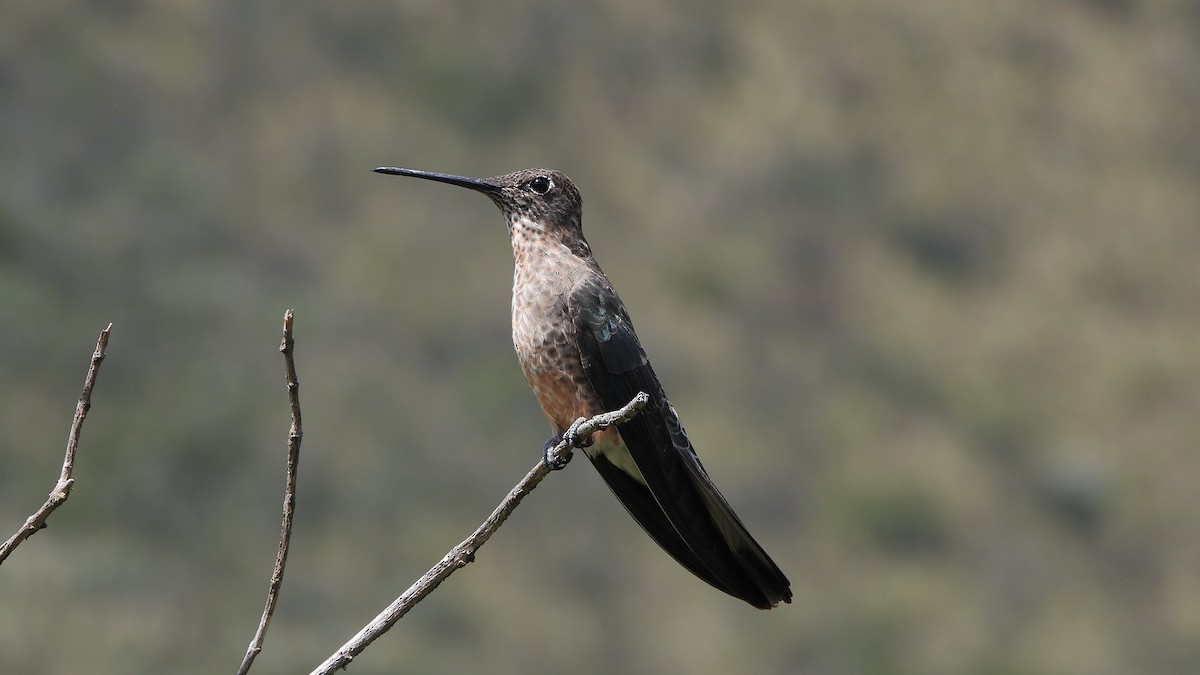 Giant Hummingbird - ML620560636
