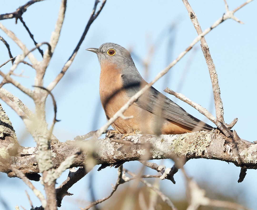 Fan-tailed Cuckoo - ML620560637