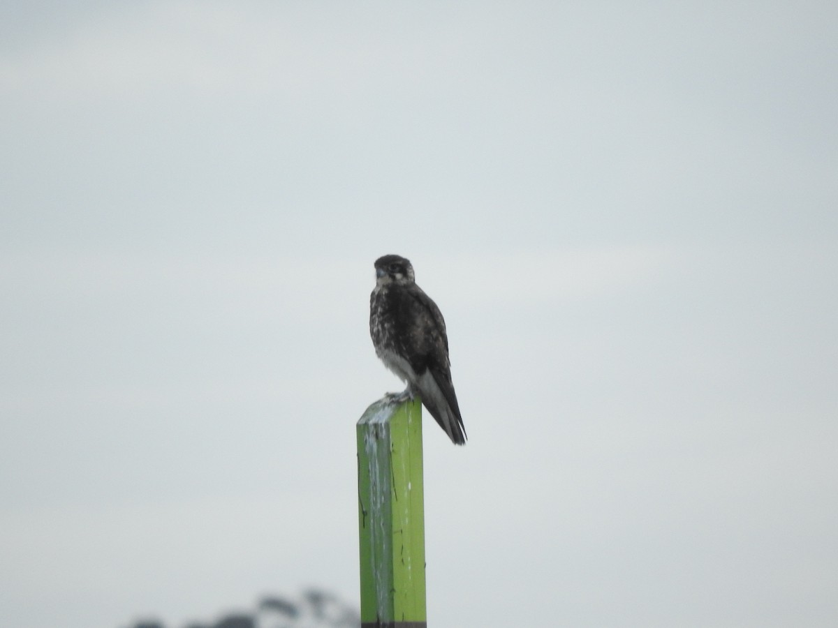 Brown Falcon - ML620560644