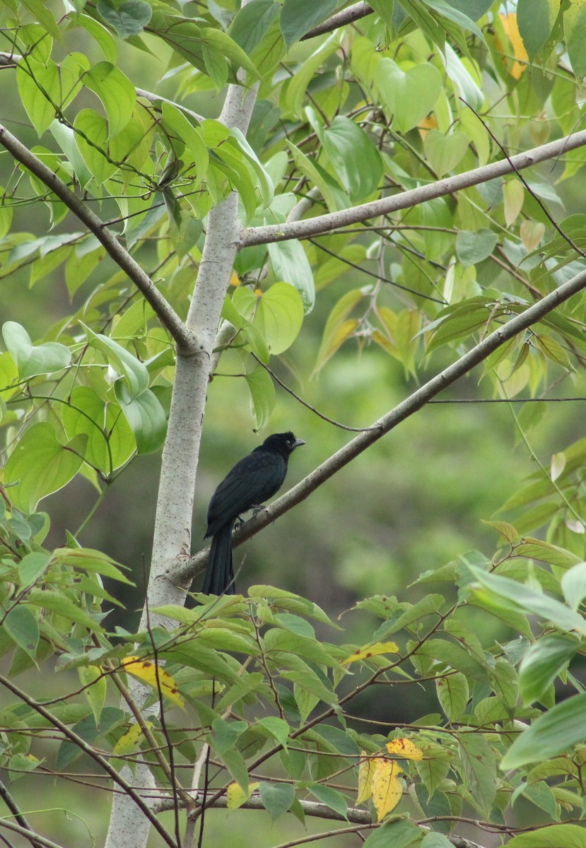 Greater Racket-tailed Drongo - ML620560646