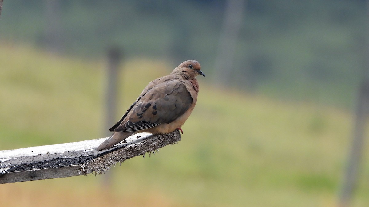 Black-winged Ground Dove - ML620560660