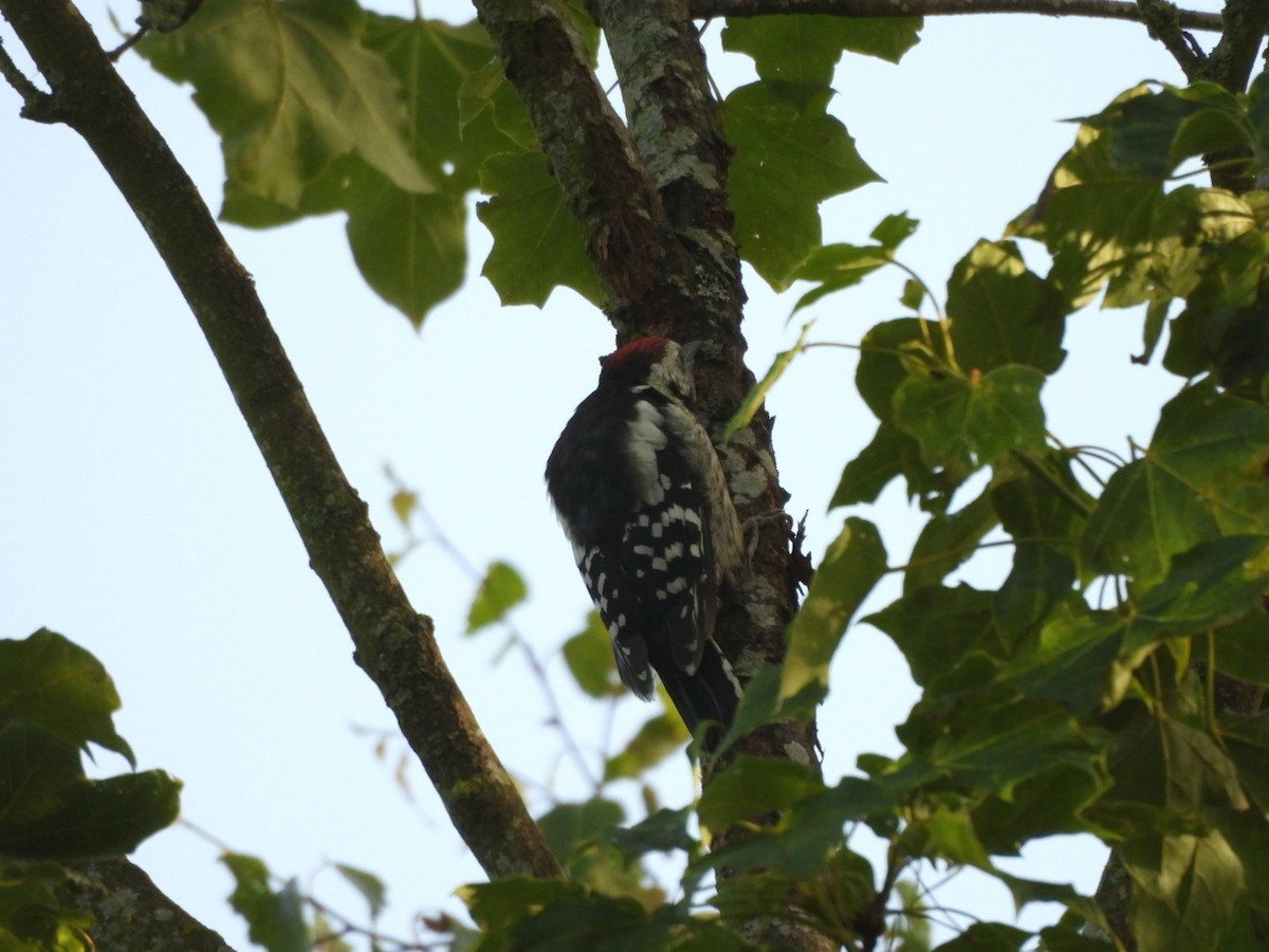 Middle Spotted Woodpecker - ML620560663