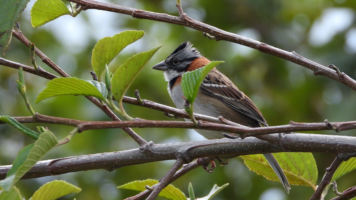 Rufous-collared Sparrow - ML620560664