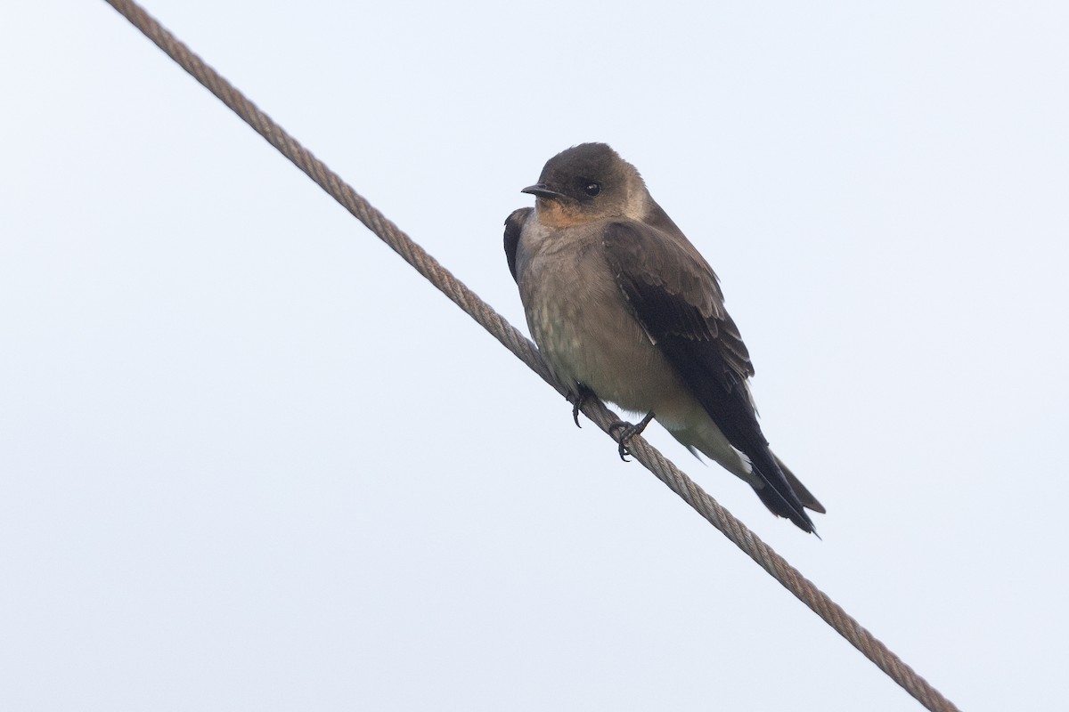 Southern Rough-winged Swallow - ML620560666