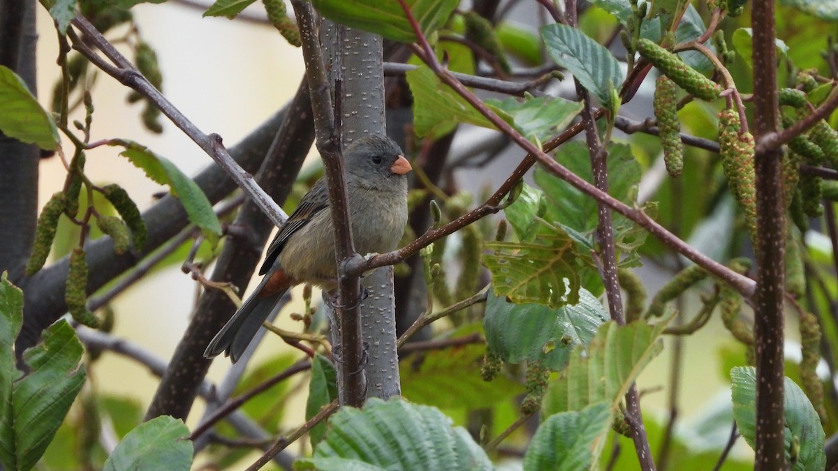 Plain-colored Seedeater - ML620560667