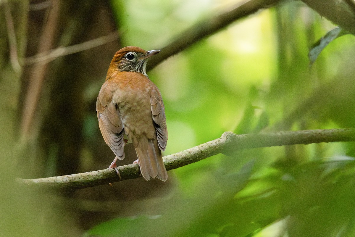 Wood Thrush - ML620560676