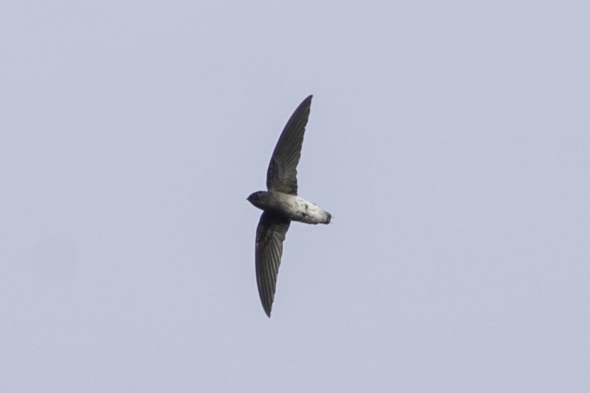 White-rumped Spinetail - ML620560679