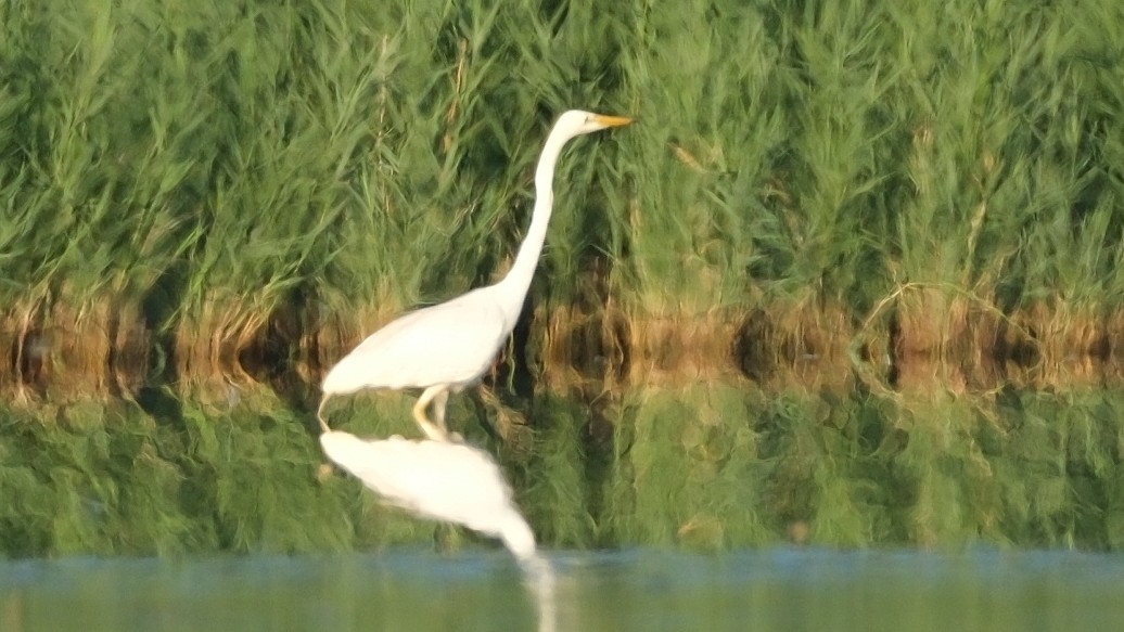 Great Egret - ML620560680