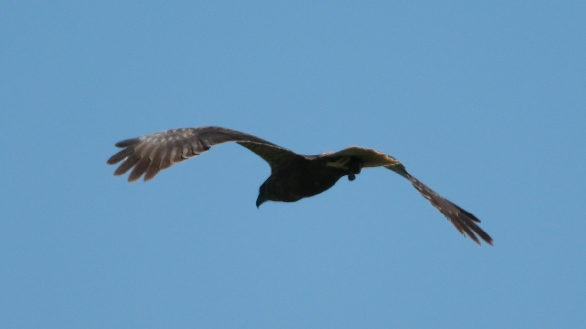 Western Marsh Harrier - ML620560681