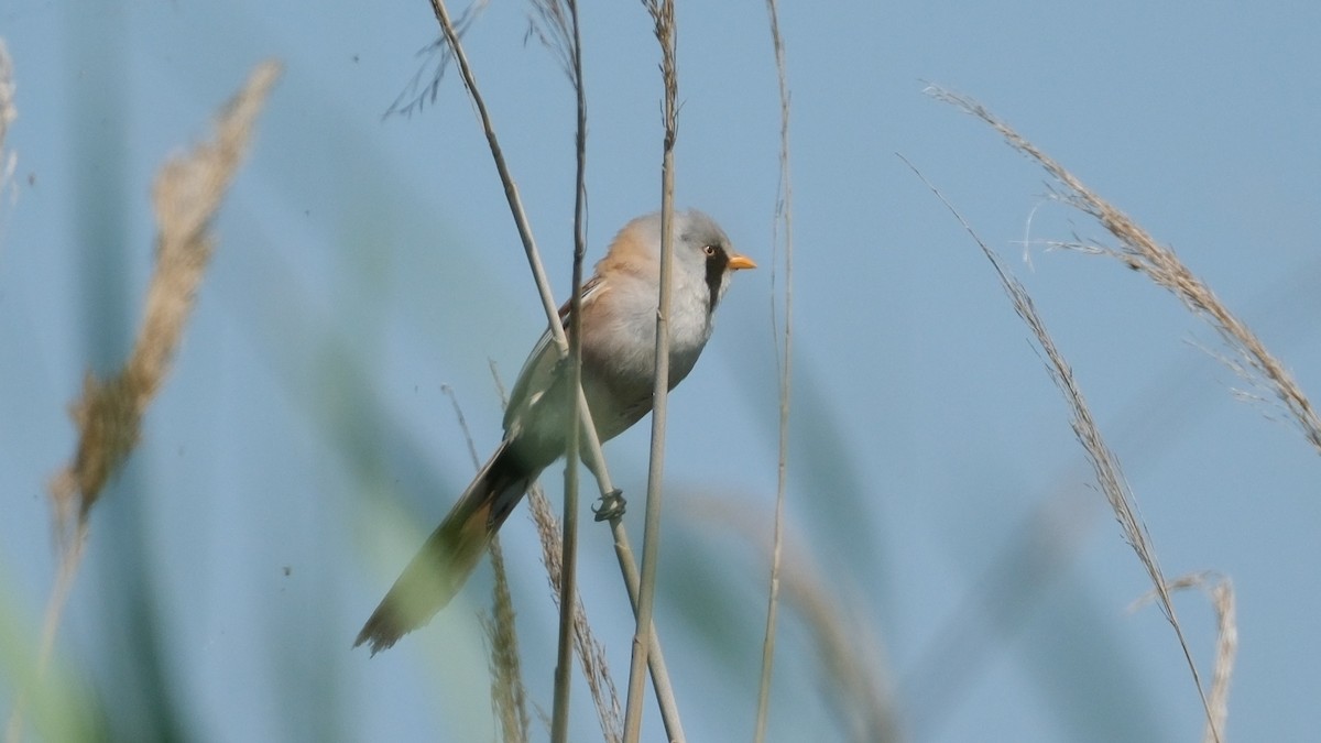 Bearded Reedling - ML620560682