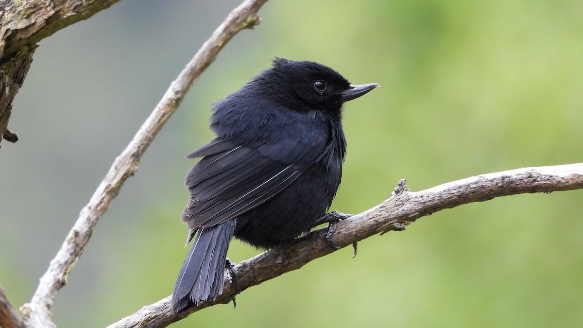 Black Flowerpiercer - ML620560684