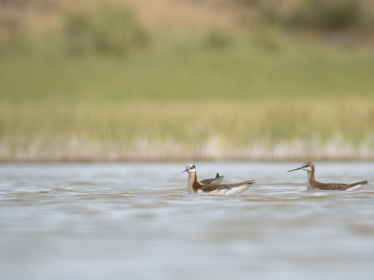 Wilson's Phalarope - ML620560686