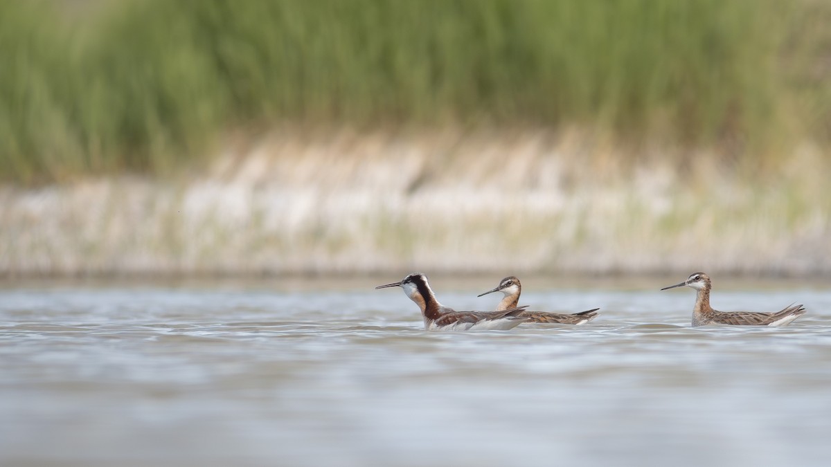 Wilson's Phalarope - ML620560687