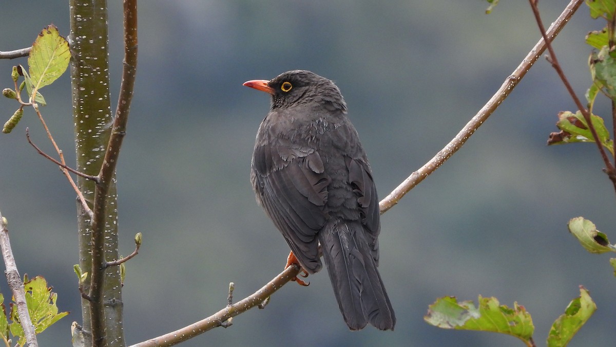 Great Thrush - ML620560698