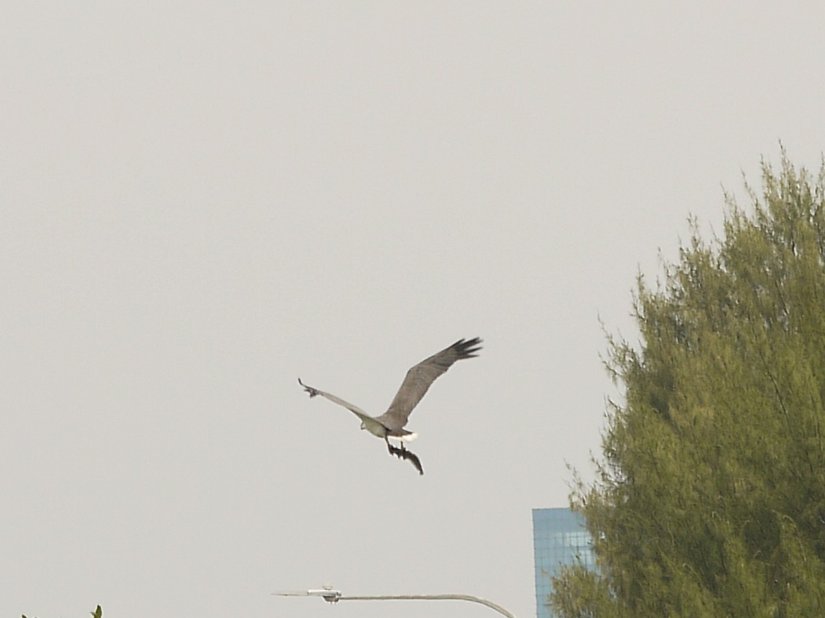 White-bellied Sea-Eagle - ML620560699