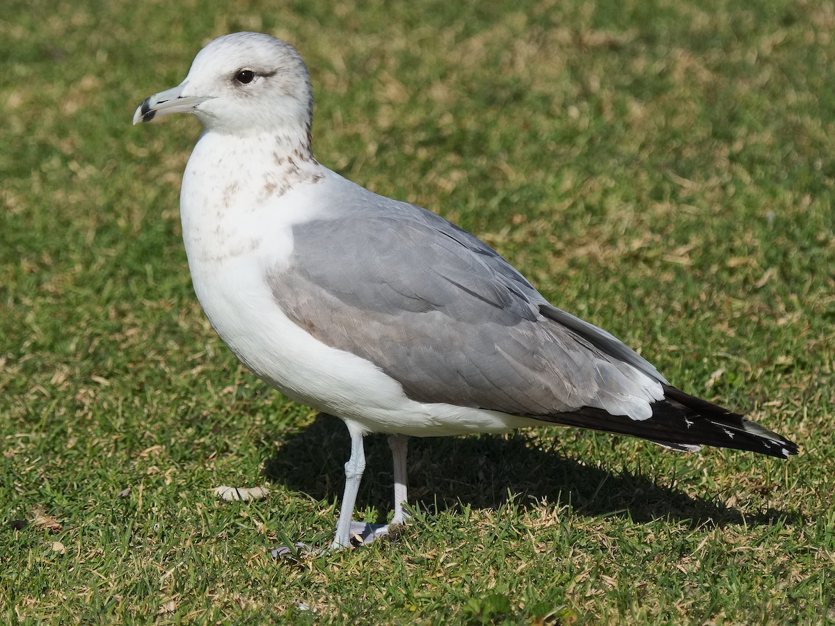 California Gull - ML620560703