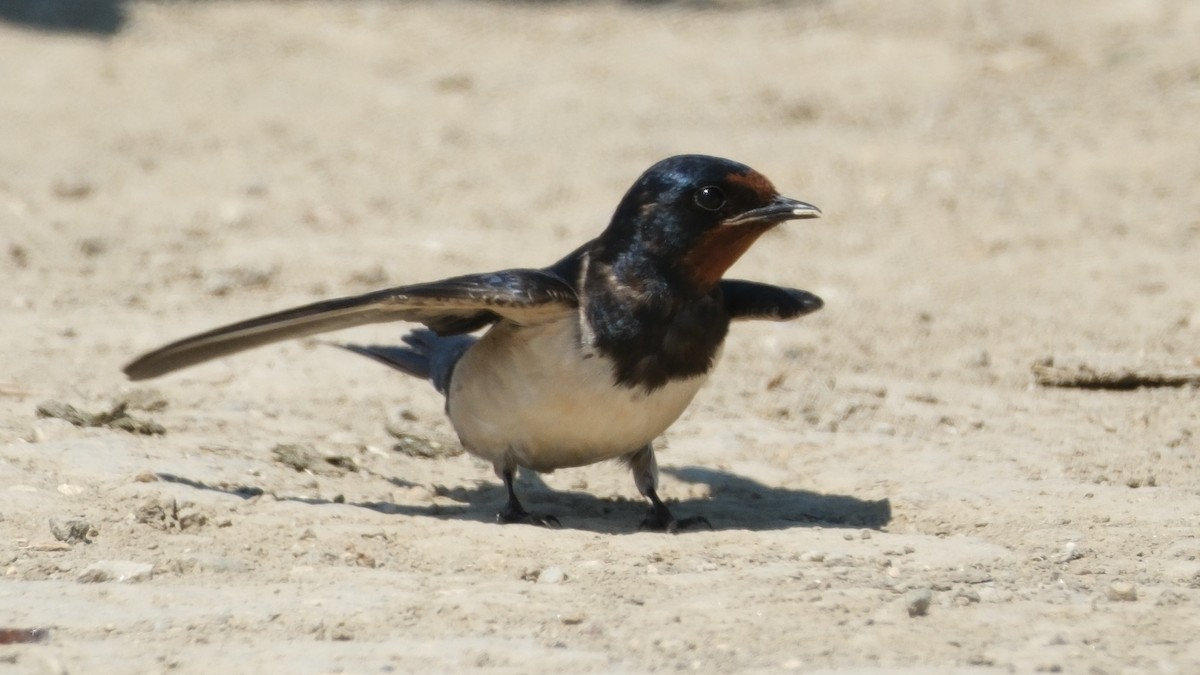 Barn Swallow - ML620560704