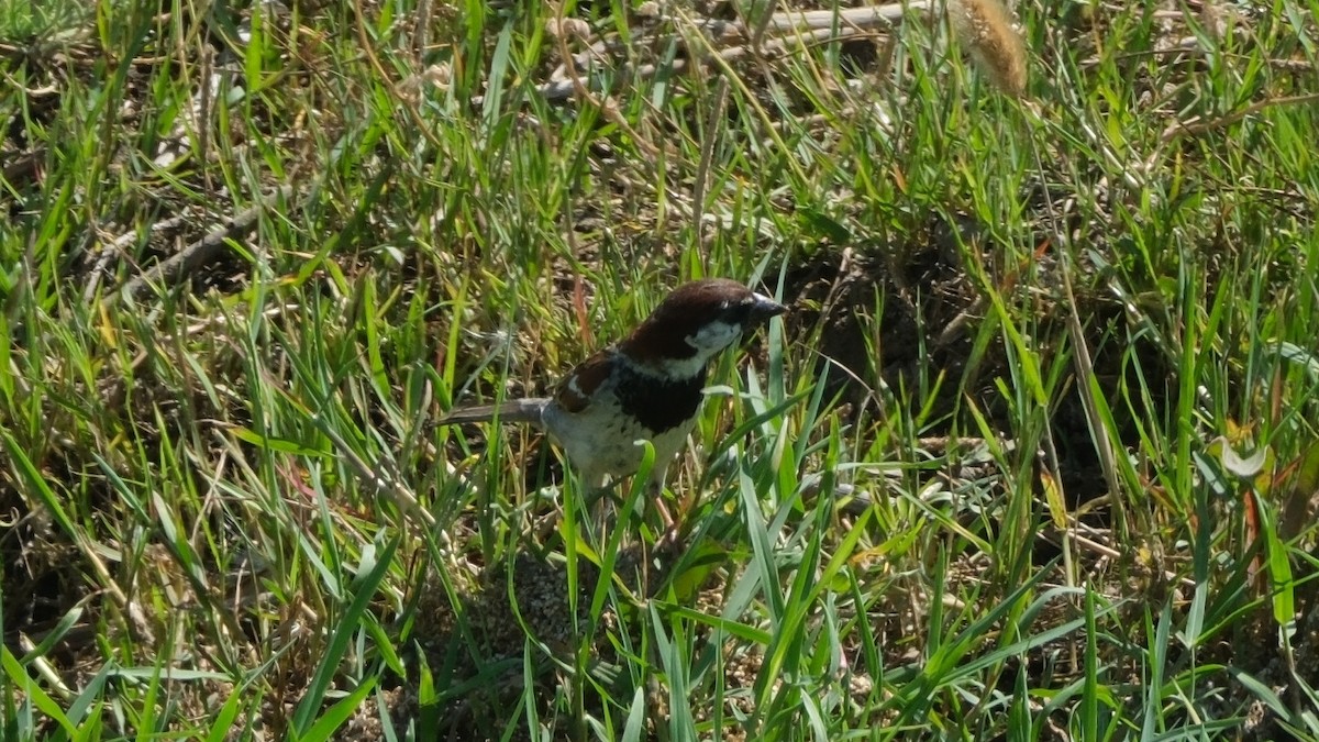 House Sparrow - ML620560706